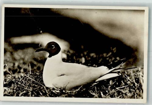 Bodenbrüter Kapmöwe Texel Möwe
