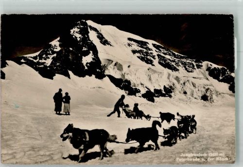 Polarhunde u. der Mönch Jungfraujoch Hundeschlitten