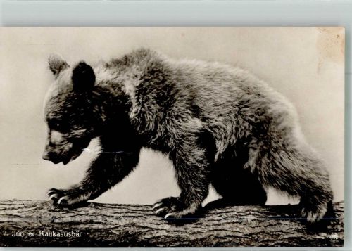 Junger Kaukasusbär Rotophot Bär