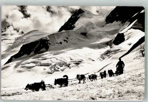 Polarhunden a. Jungfraujoch Hundeschlitten