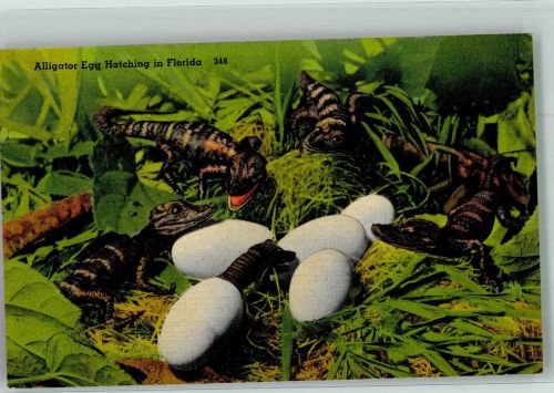 Aligatoren schlüpfen aus den Eier in Florida Krokodil