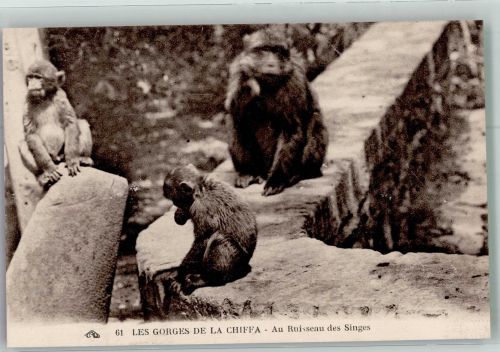 Berberaffengruppe im Gorges de la Chiffa Algerien Affe 1928