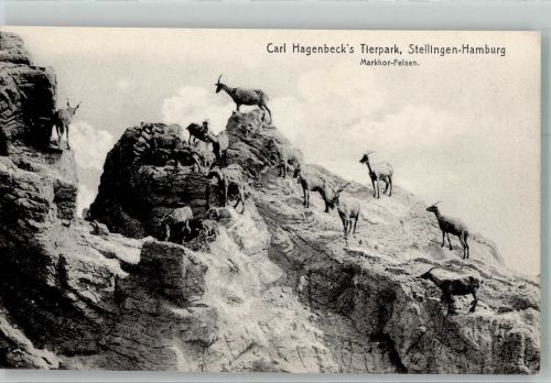 W2000 Stellingen Markhor-Felsen mit Schraubenziegen Verlag Knackstedt & Näther 169 Zoo