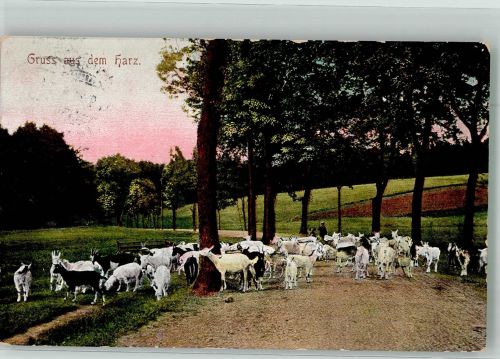 Ziegenherde im Harz Verlag Löffler & Co. No. 7266 Ziege 1911