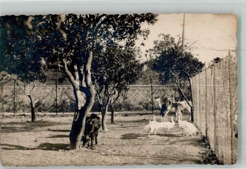 Marabu Pfauen Damwild 1920 Zoo