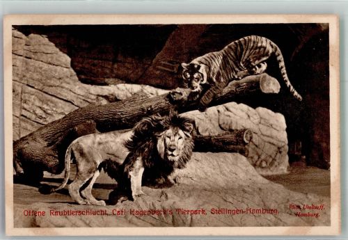 W2000 Stellingen Offene Raubtierschlucht mit Löwen und Tigern Fotograf Umlauff Zoo