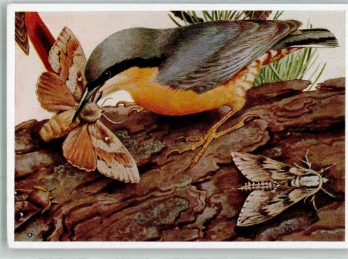 sign. Murr, Franz Kleiber faßt einen Kiefernspinnerschmetterling Vogel Künstlerkarte