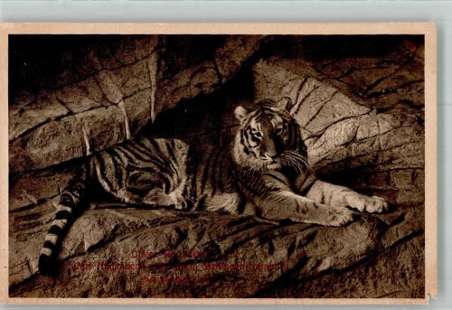 W2000 Stellingen Offene Raubtierschlucht Ein Tiger Fotograf Umlauff Zoo