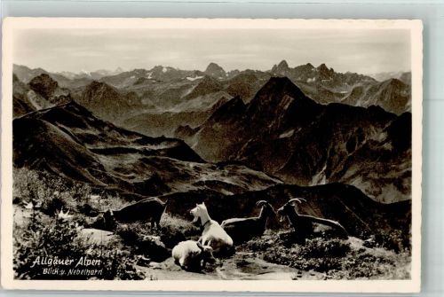 W8980 Oberstdorf Bergziegen am Hang des Nebelhorns mit Allgäuer Alpen Fotograf Wolf Ziege Foto AK