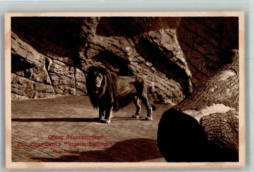 W2000 Stellingen Offene Raubtierschlucht Ein Löwe Fotograf Umlauff Zoo