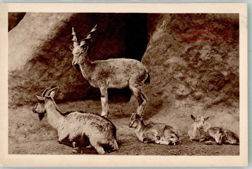 W2000 Stellingen Eine Gruppe von Markhoren Wildziegen Zoo
