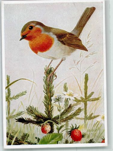 sign. Murr, Franz Vogel auf Tannenspitze und Walderdbeeren Rotkehlchen Künstlerkarte
