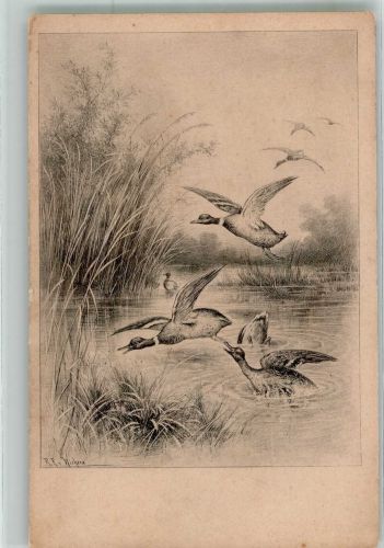 Auffliegende Enten Jagdtiere Verlag M. Munk Nr. 231 Wichera, R. R. v. Künstlerkarte