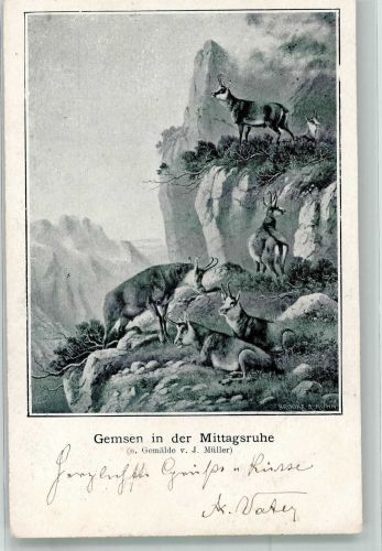 sign. Müller Gemsen in der Mittagsruhe Bergtier 1903 Künstlerkarte