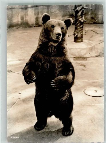 Ein Grizzly Bär Bär Foto AK