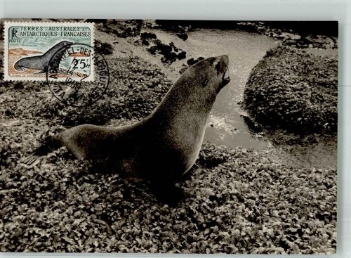 Ein antarktischer Seebär Robbe Foto AK