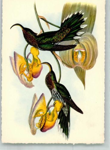 W2200 Elmshorn Adlerschnabel-Kolibri Werbung Köllnflockenwerke Vogel Künstlerkarte