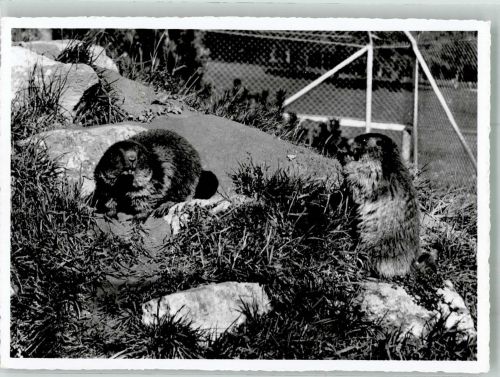 St. Gallen S. Gallo Murmeltiere im Wildpark Peter & Paul Bergtier Foto AK