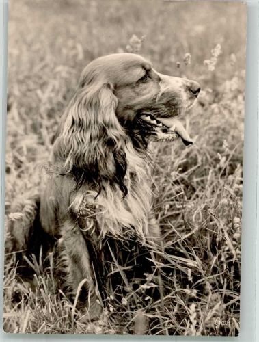 Cocker Spaniel im Gras sitzend Fotograf Herman Spaniel Foto AK