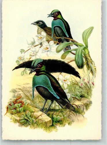 W2200 Elmshorn Kragen-Paradiesvogel Werbung Köllnflockenwerke Vogel Künstlerkarte