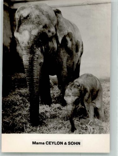Rapperswil SG Elefantenmutter mit Kind Ort lt. Stempel Elefant Foto AK
