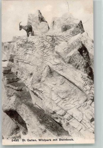 St. Gallen S. Gallo Steinbock im Wildpark Peter & Paul Bergtier 1907