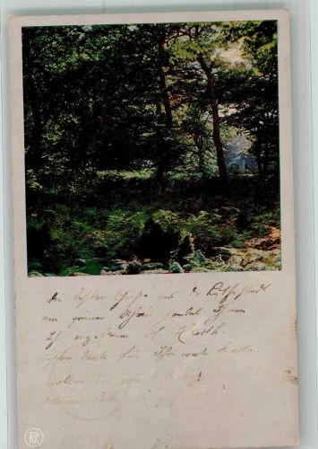 Buchenhochwald Rotophot Serie 1002 Miethe 1904