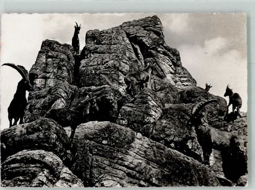 St. Gallen S. Gallo Alpensteinböcke im Wildpark St. Peter & Paul Bergtier 1944 Foto AK
