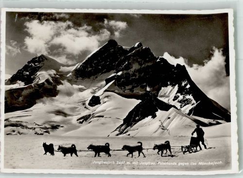 Lauterbrunnen Polarhunde unterhalb von Jungfrau und Mönchsjoch Hundeschlitten Winter
