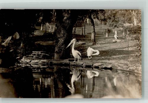 Pelikane Zoo