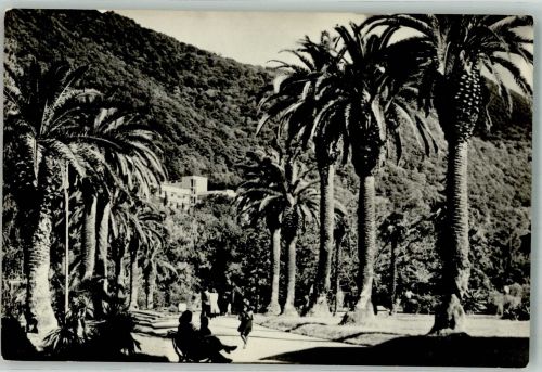Gagra 1961 Foto AK Palmenallee