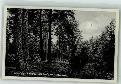 21244 W2110 Buchholz in der Nordheide 1936 Foto AK Der Wald in den Lohbergen