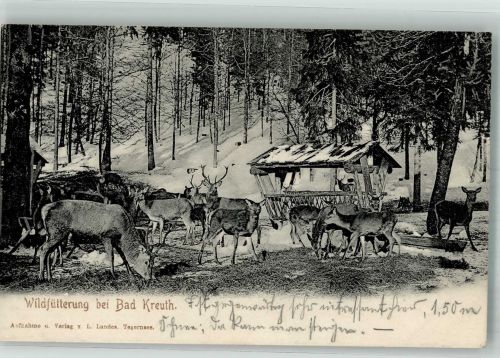 Kreuth Bad 1907 - Wildfütterung