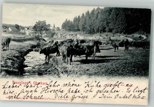 38700 W3389 Braunlage 1906 - Kuhherde