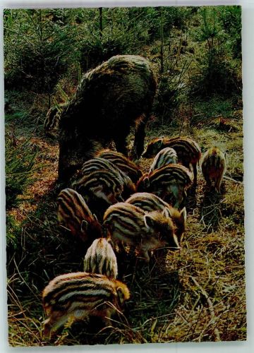 2393 Sparbach Foto AK Naturpark Fürst Liechtenstein Wildschweine Bache mit Frischlingen
