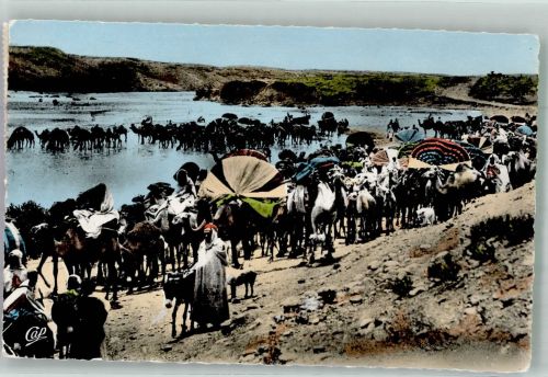 Hammamet 1958 Foto AK Esel Kamele Tracht Karavane zum Markt Ort lt. Stempel