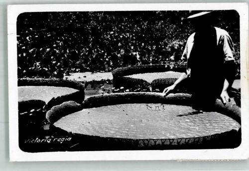 Asunción 1963 Foto AK Wasserpflanzen Victoria regia