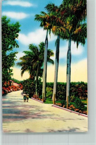 Hamilton 1951 Foto AK Royal Palms South Shore Road