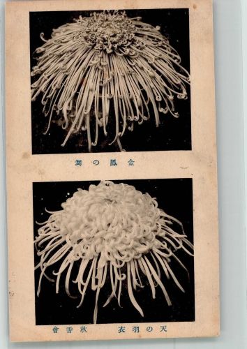 Tokyo Tokio Blumen Darstellung von Chrisanthemen Motiv Japan Foto AK