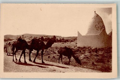 Alger Algier Kamele Tracht Route de Bou-Saada Motiv Algerien Foto AK