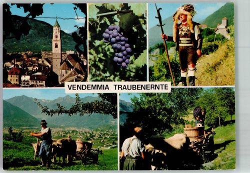 39012 Meran Merano Foto AK Wein - Lese Tracht Saltner