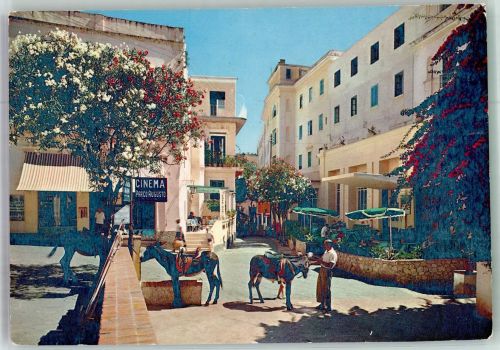 80073 Capri Foto AK Esel Hotel Quisiana