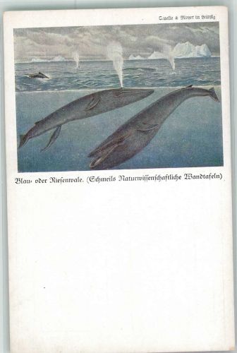 O7000 Leipzig Bauwale oder Riesenwale Schmeils Natur Wandtafeln Werbung Wal Künstlerkarte