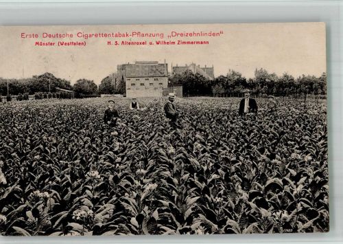 W4400 Münster , Westf Erste deutsche Cigarettentabak-Pflanzung Dreizehnlinden Tabak 1912 BOAKC