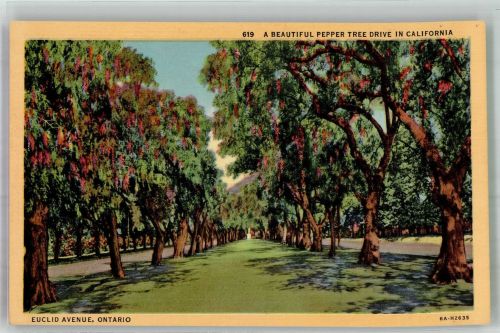 Los Angeles Foto AK A Beautiful Pepper Tree Drive Ort lt. Verlag