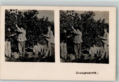 Orangenernte Frucht, Gemüse Stereo AK