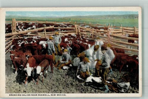 Kälberbrandmarken Nähe v. Roswell New Mexico Kuh