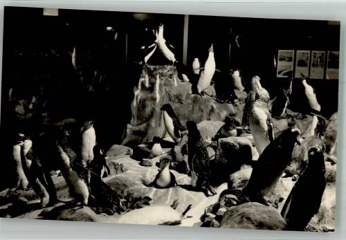 Monaco Musee Oceanographique Pinguin