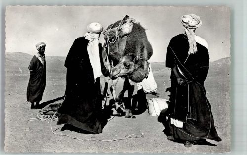 Beduinen Kamel
