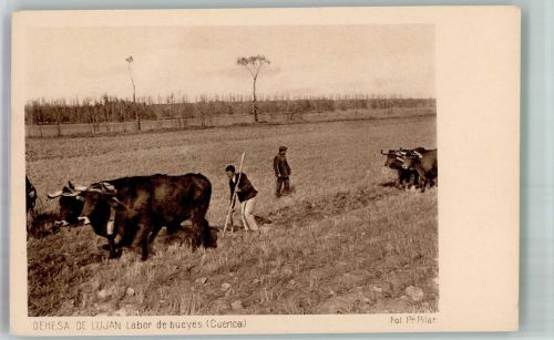 Foto Pr. Pilar Ochsengespanne Tiergespann